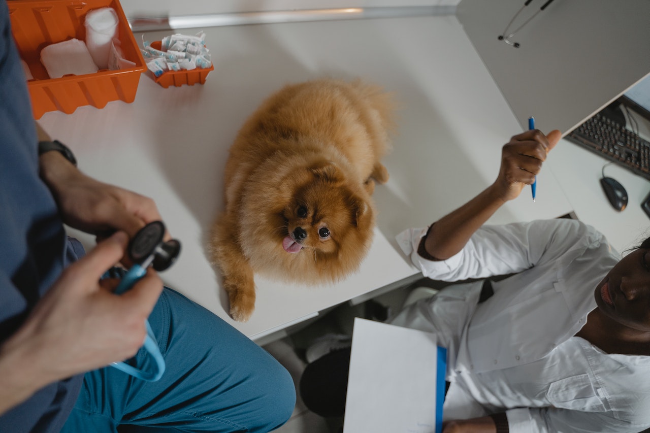 Tax Deductions for Veterinarians